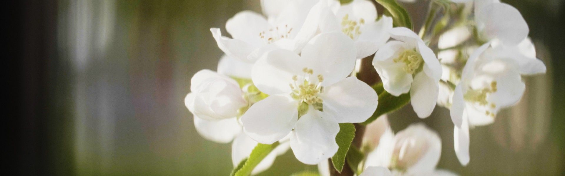 White flowers