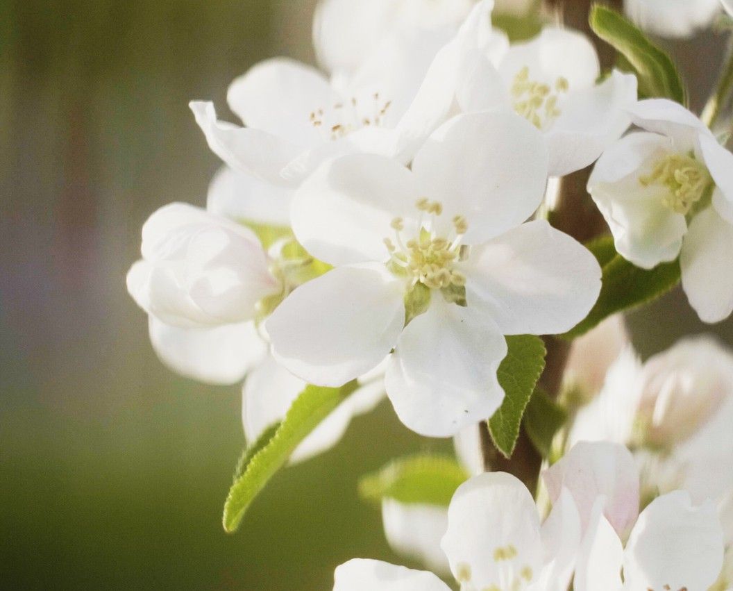 White flowers